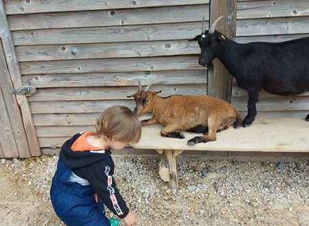 Urlaub am Bostalsee- Streichelzoo am See